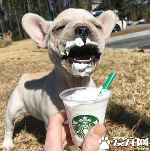 美星巴克推狗狗星冰乐 萌犬喝完超满足