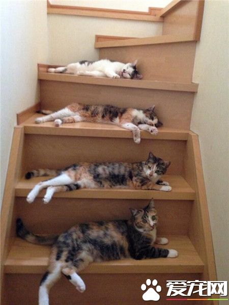 这就是一个起床的过程，你们觉得呢？