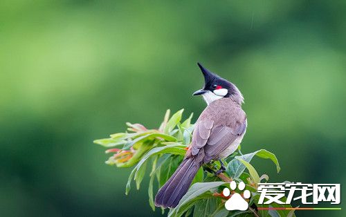 红耳鹎的饲养方法 面包虫每日可喂3~5条