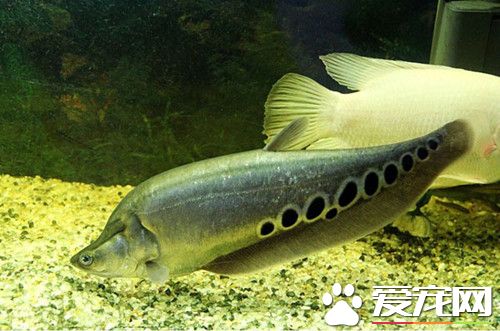 七星刀鱼能长多大 可以长到80-90厘米左右