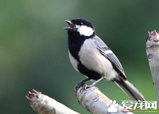 怎样挑选大山雀 一般选养雄鸟不养雌鸟