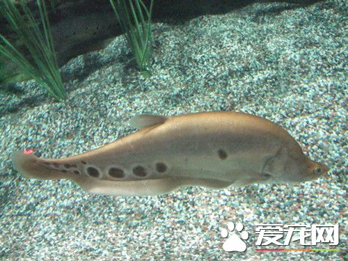 七星刀鱼的价格 不同体型价格也不相同