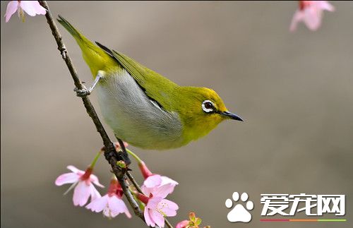 暗绿绣眼鸟的喂养 饲料最好是混合粉料