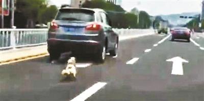 山东威海“虐狗事件”引众怒 车主信息遭人肉