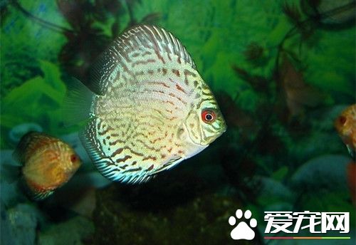 七彩神仙鱼常见病 首先先要判断得了什么病