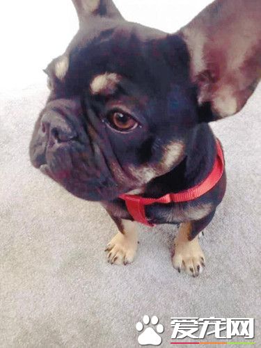 相处半年爱狗丢了 女主人悬赏2万寻狗