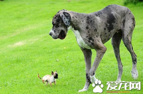 世界最高狗邂逅英国最小狗 毫无违和感