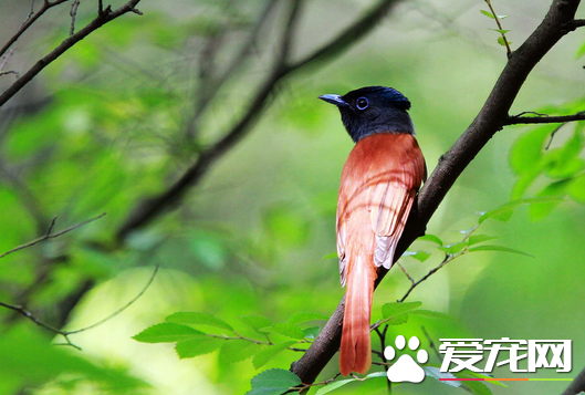 寿带鸟的价格 市面上的价格一般是500元左右