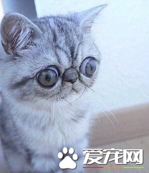 “惊吓猫”走红网络 眼睛太大睡觉都不能合眼