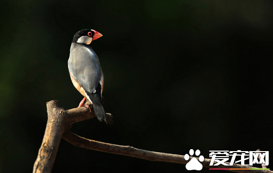 灰文鸟的价格 灰文鸟的价格一般在75元左右