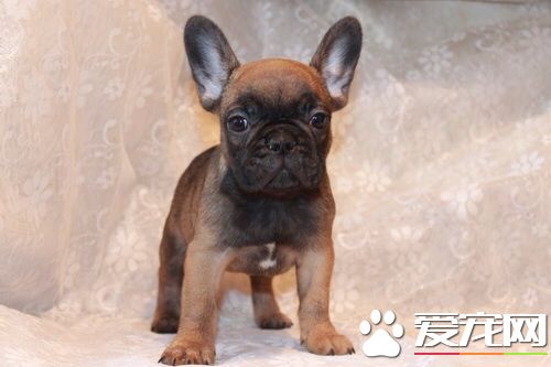 相处半年爱狗丢了 女主人悬赏2万寻狗