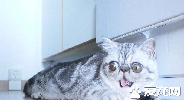 “惊吓猫”走红网络 眼睛太大睡觉都不能合眼