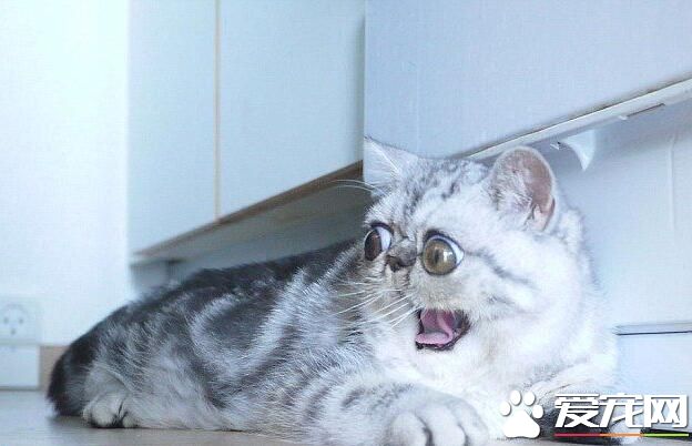 “惊吓猫”走红网络 眼睛太大睡觉都不能合眼
