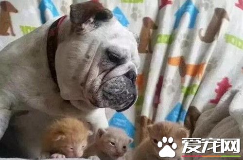 斗牛犬霸占小猫不让别人碰 就连亲生猫妈都不行
