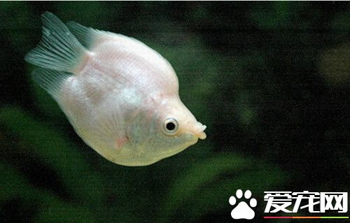 接吻鱼品种 最常见的接吻鱼是白色品种