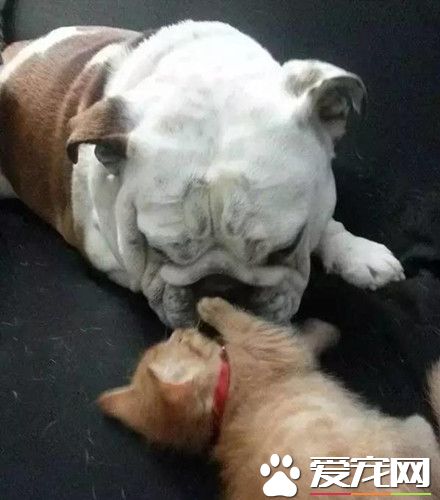 斗牛犬霸占小猫不让别人碰 就连亲生猫妈都不行