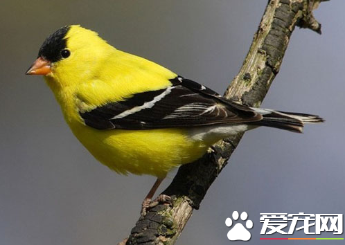 金丝雀多少钱 金丝雀一般能活8-10年也有12年