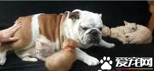 斗牛犬霸占小猫不让别人碰 就连亲生猫妈都不行