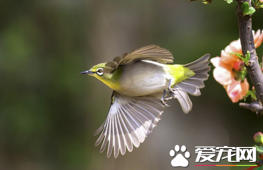 暗绿绣眼鸟价格 一般价格从十几到上万不等