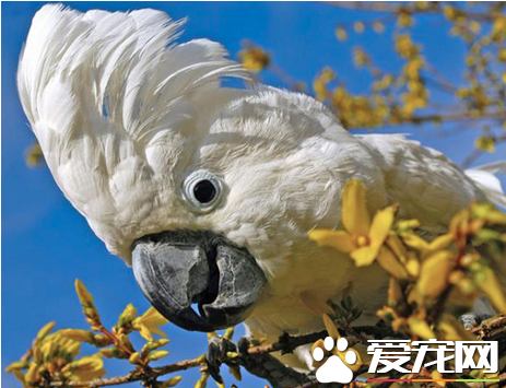 雨伞凤头鹦鹉价格 一般市场价7000左右