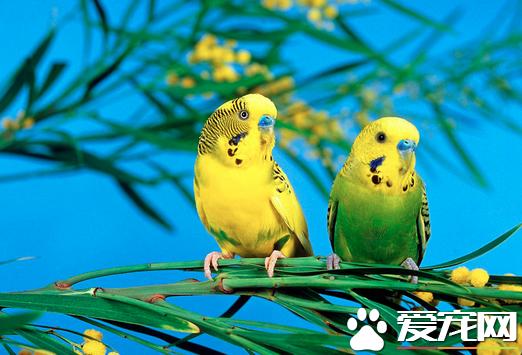 虎皮鹦鹉怎么洗澡 选温暖的天气给鹦鹉洗澡