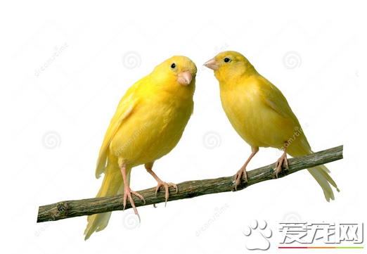 金丝雀的价格 金丝雀价格在200到500不等