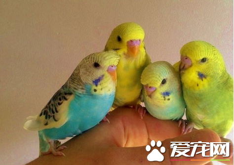 虎皮鹦鹉怎么手养 详解手养鹦鹉具体注意事项