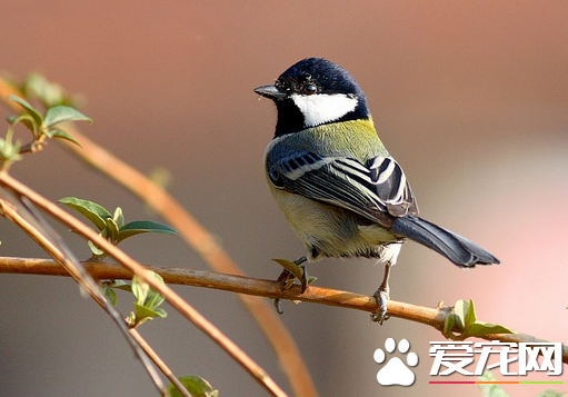 怎样捕捉大山雀 是国家保护动物不要捕猎它