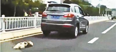 山东威海“虐狗事件”引众怒 车主信息遭人肉