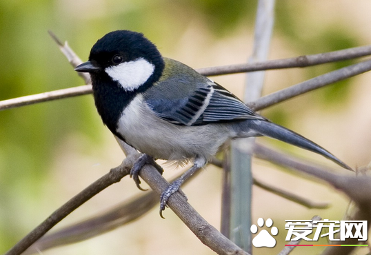 大山雀吃什么 它的喙钝而短是典型的食虫鸟