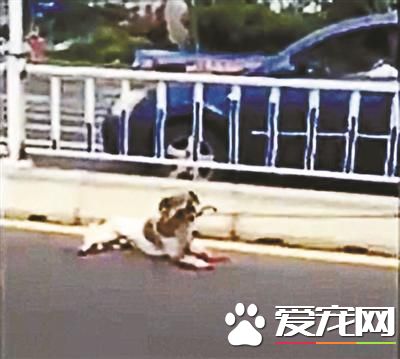 山东威海“虐狗事件”引众怒 车主信息遭人肉