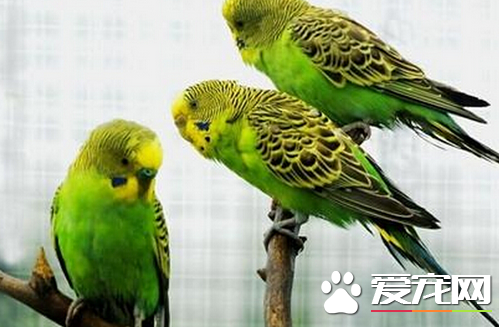 怎样挑选虎皮鹦鹉 五个选购要点轻松挑选鹦鹉