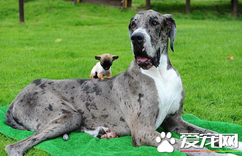 世界最高狗邂逅英国最小狗 毫无违和感