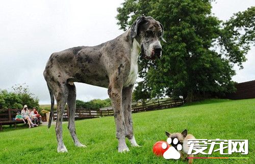 世界最高狗邂逅英国最小狗 毫无违和感