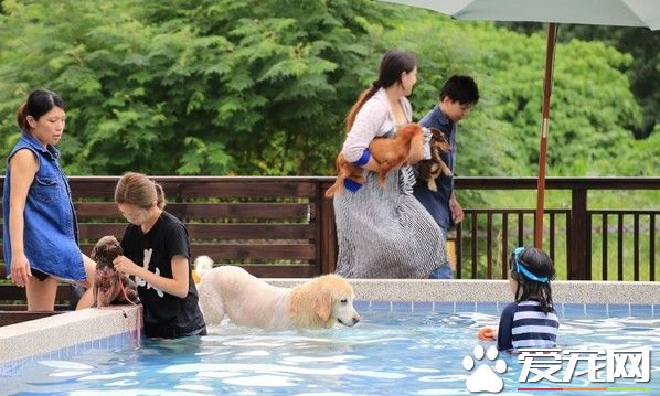 台中新开幕宠物餐厅 500坪大草皮还有游泳池