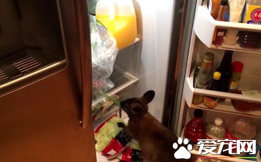小袋鼠肚子饿找不到食物 翻冰箱见葱大快朵颐