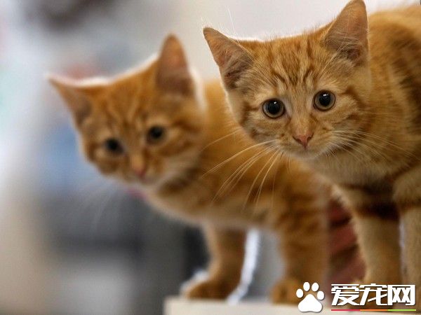 奥地利小镇悬案 启动调查52只猫失踪