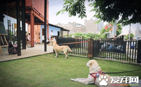 台中新开幕宠物餐厅 500坪大草皮还有游泳池