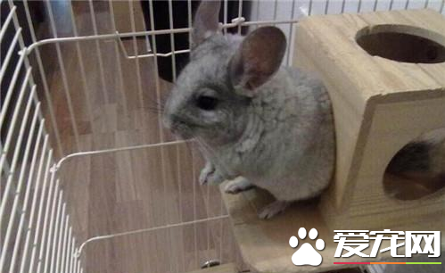 怎样让龙猫不打架 龙猫是靠气味来辨别种群的