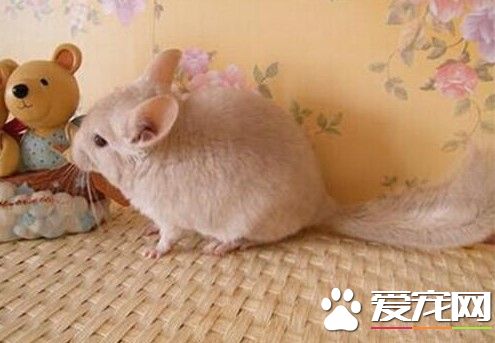 龙猫胡乱排便怎么办 让龙猫学会定点排泄