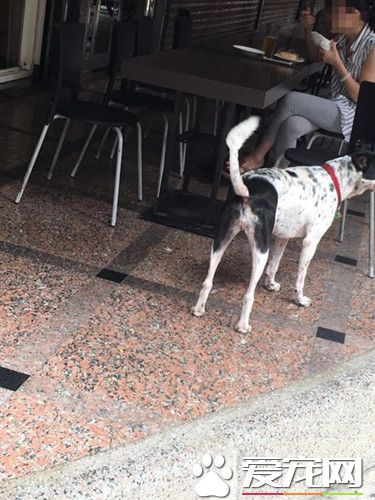 用店家空盘喂狗遭阻 女饲主竟反呛不爱狗