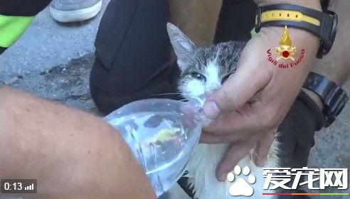 地震第6天救出小猫 救难人员手扶瓶口温柔喂水