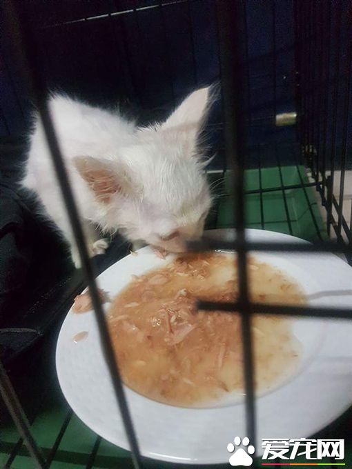 花莲女学生脸书直播虐猫 网友联手火速救援