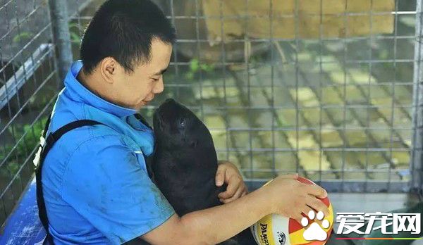 任性海狮妈妈弃子 热心饲养员当代理妈妈