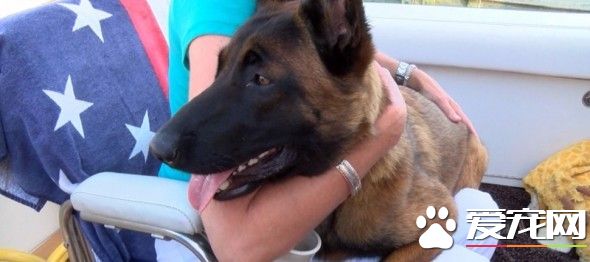 陪主人划船掉入密西根湖 狗狗整晚狂游57公里获救