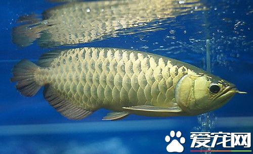 龙鱼过水 先从水质下手每天少量换水