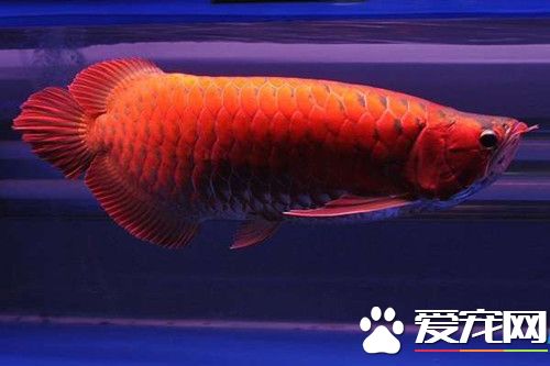 龙鱼能活多少年 在五十至六十年之间