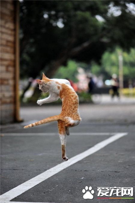 每个物种总会出那么一两个二货……