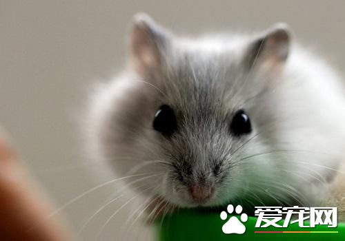 萌哒哒的仓鼠君~