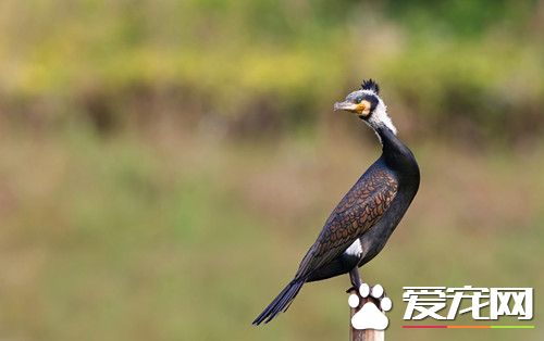 鸬鹚怎么养 鸬鹚每天只需要喂食一次就可以